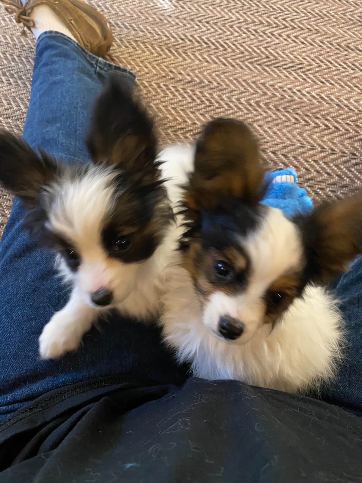 Papillon Puppies breeder image 8