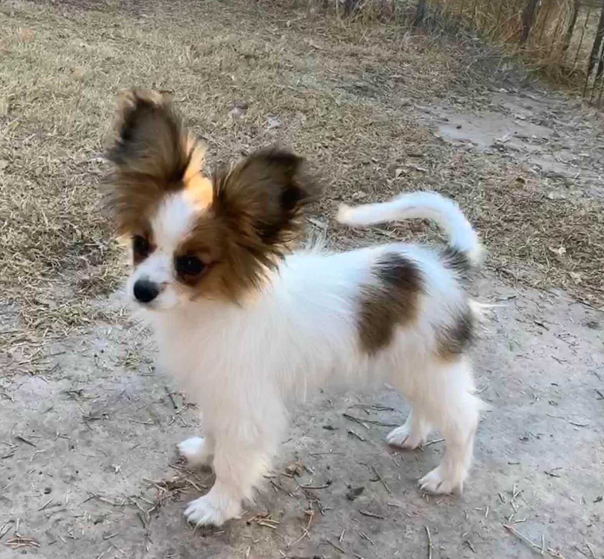 Papillon Puppies breeder image 10