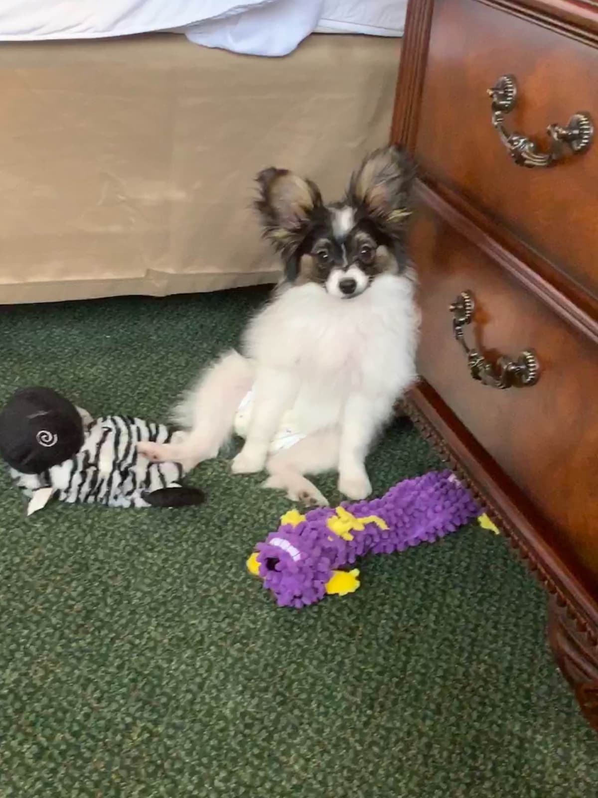 Papillon Puppies breeder image 11