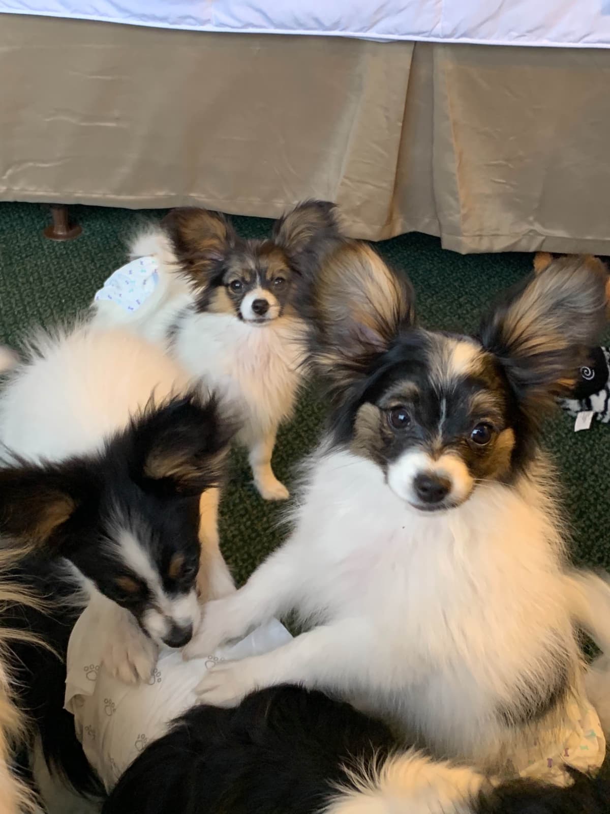 Papillon Puppies breeder image 12