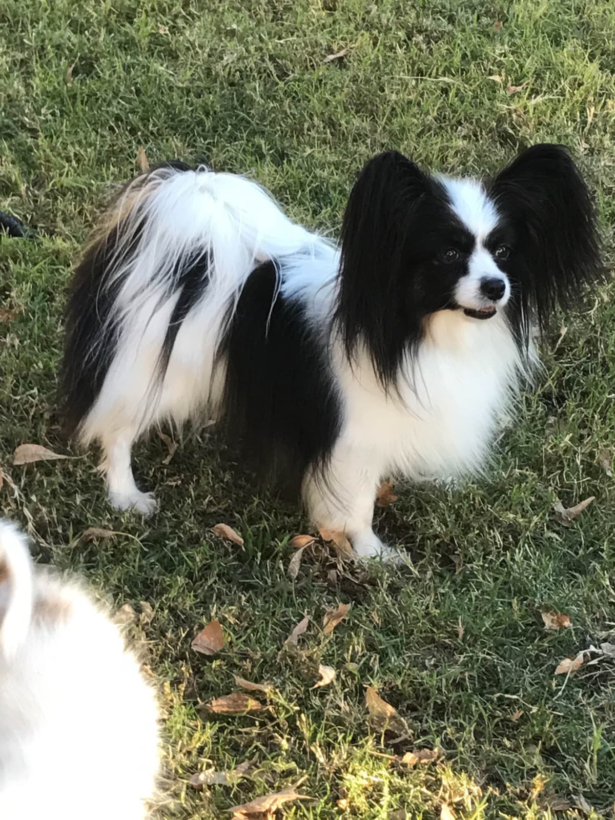 Papillon Puppies breeder image 13