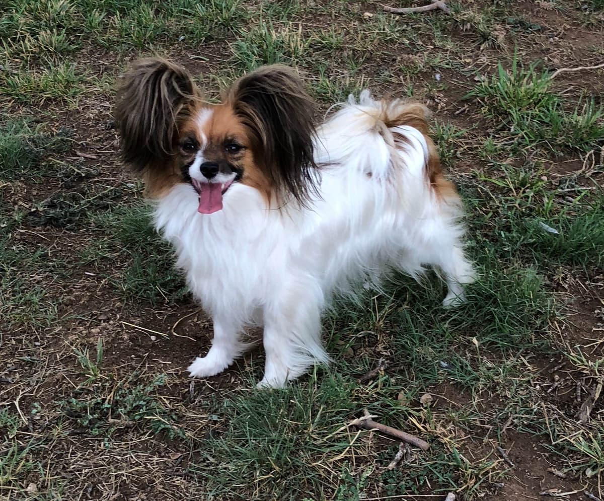 Papillon Puppies breeder image 14