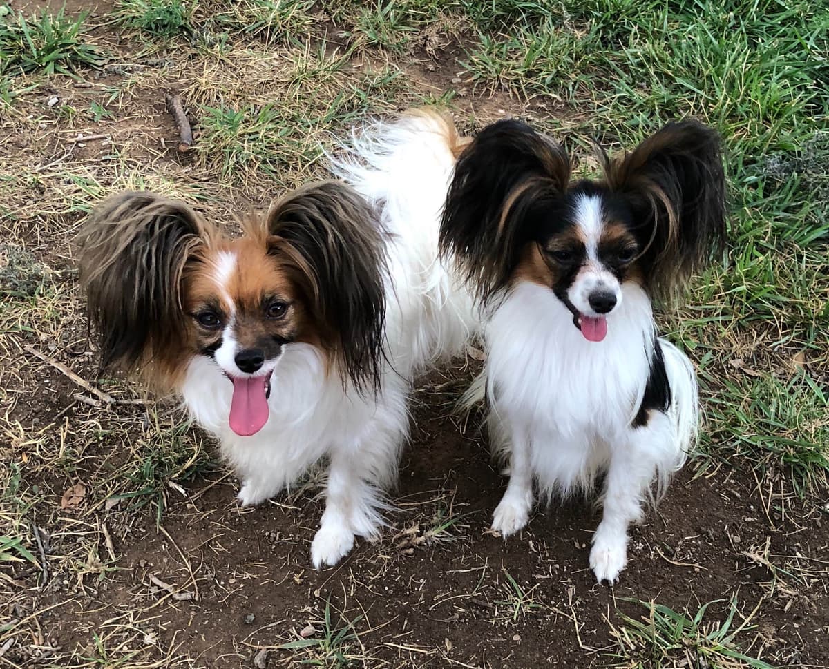 Papillon Puppies breeder image 15