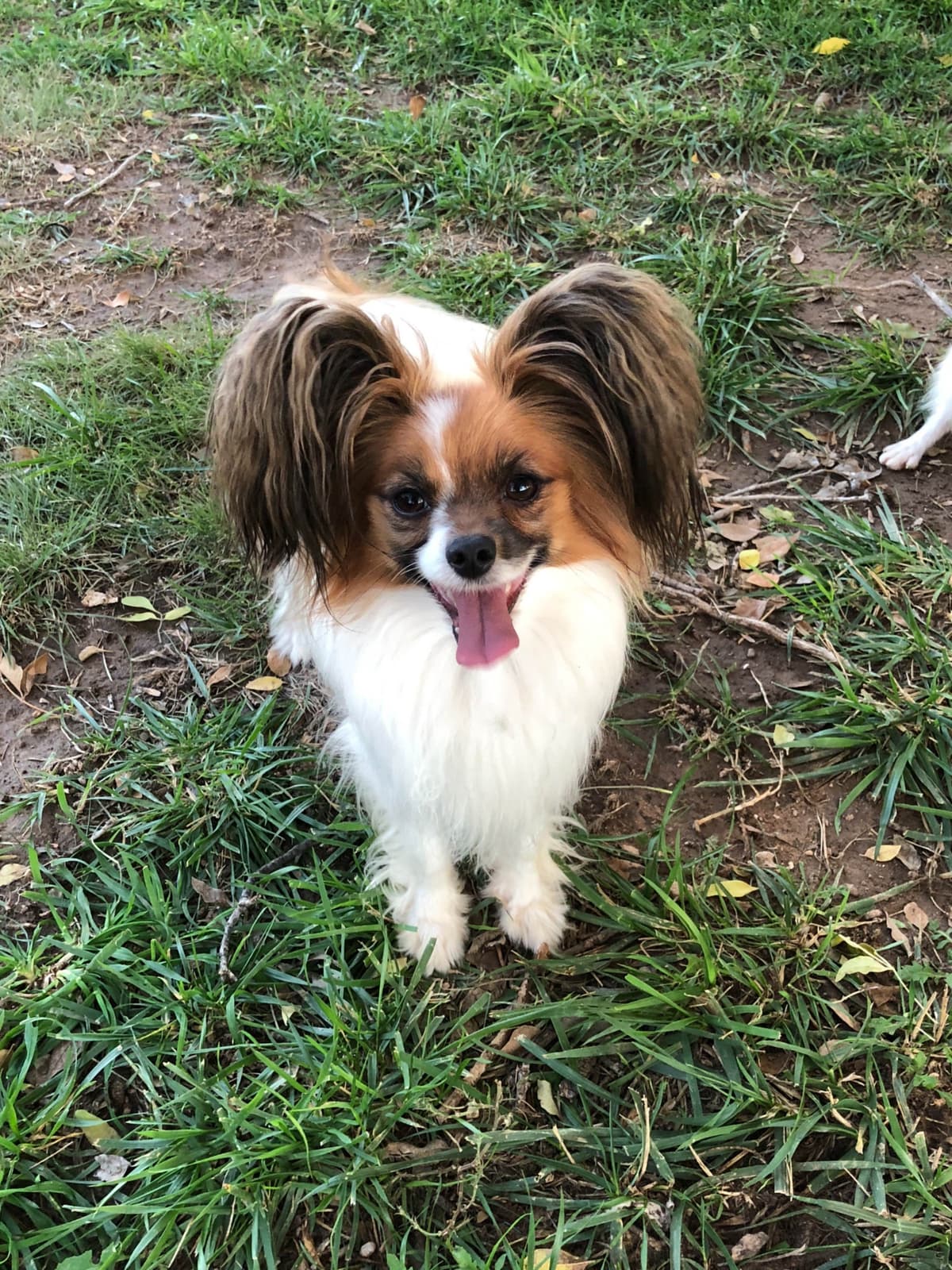 Papillon Puppies breeder image 16