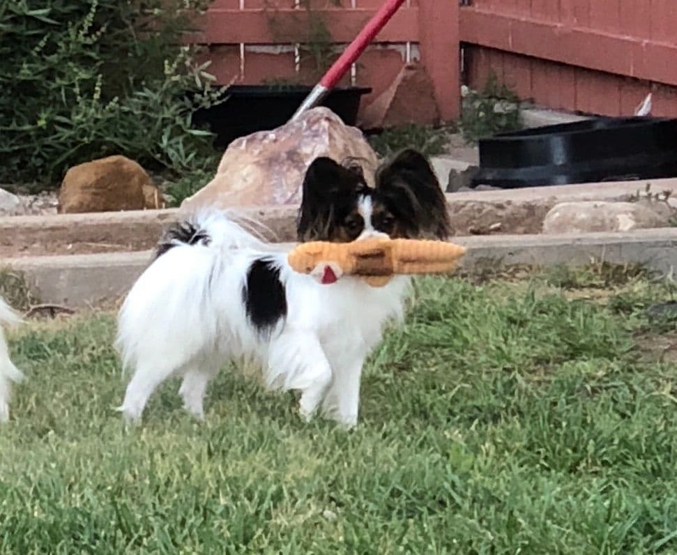 Papillon Puppies breeder image 17