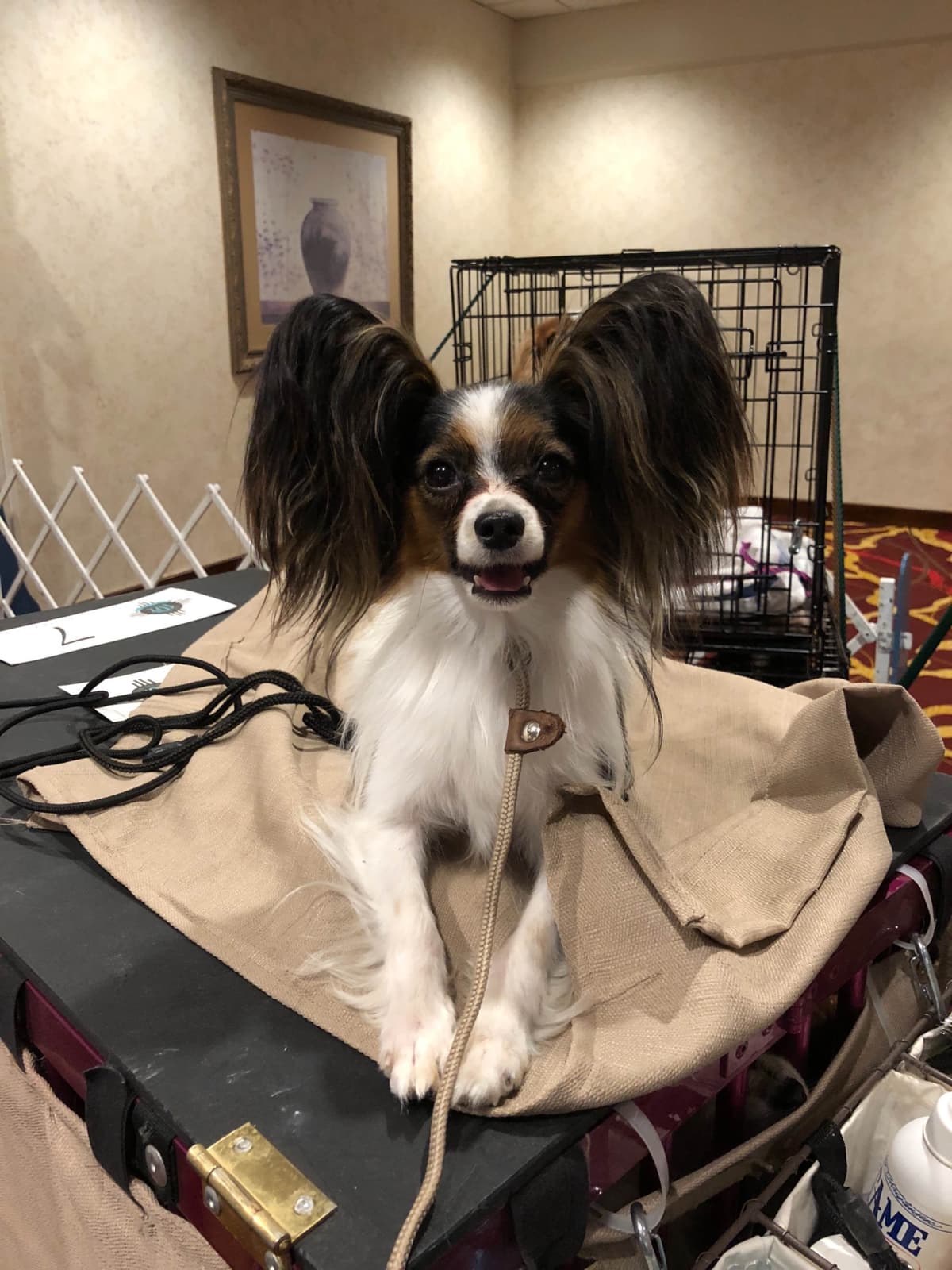 Papillon Puppies breeder image 18