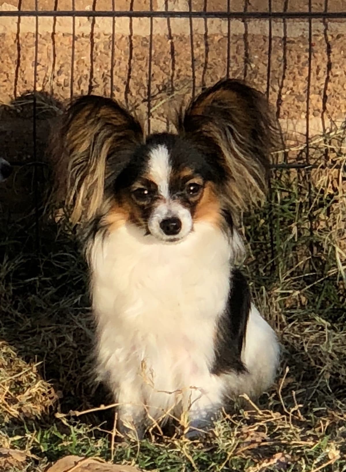 Papillon Puppies breeder image 19