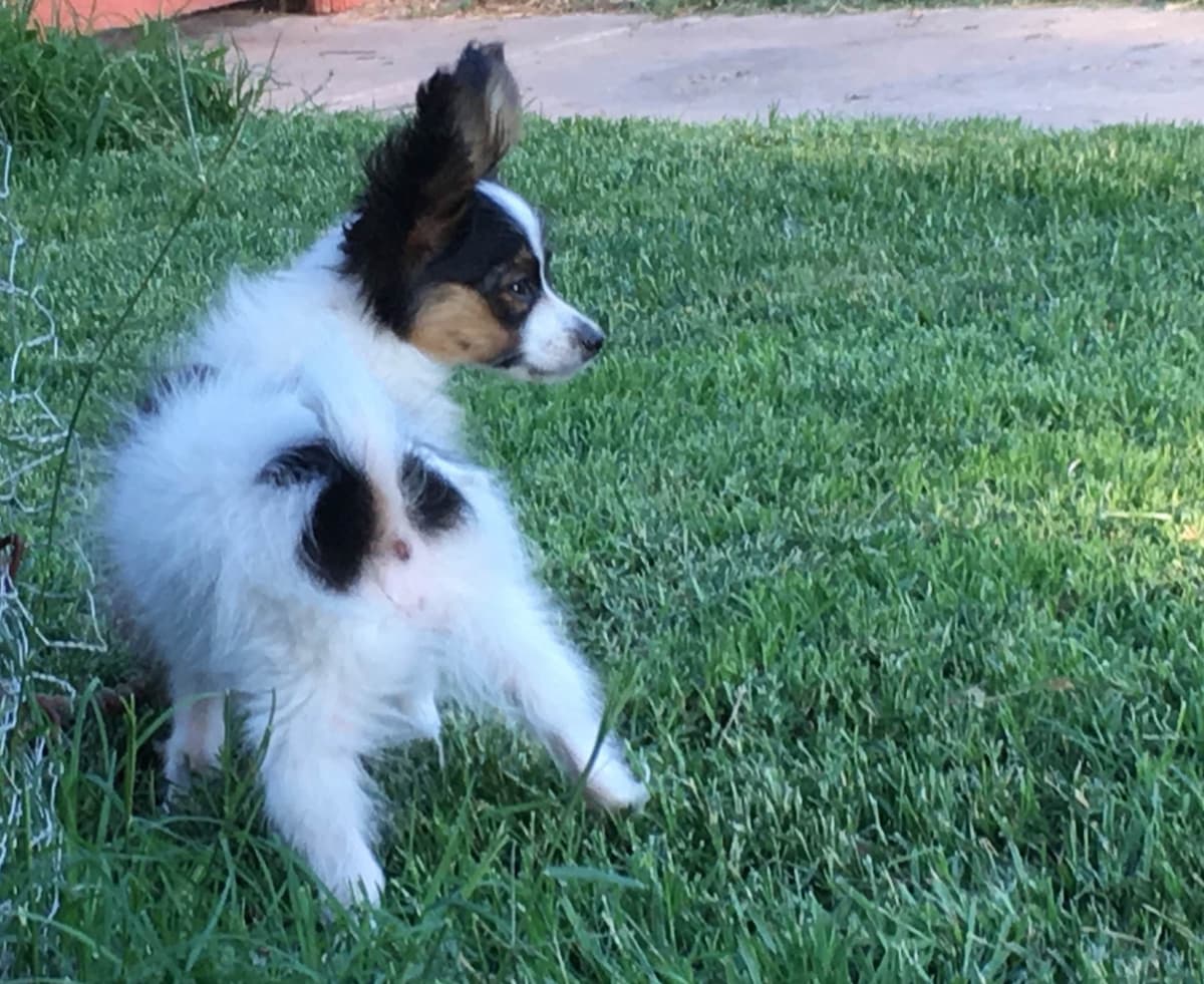 Papillon Puppies breeder image 20