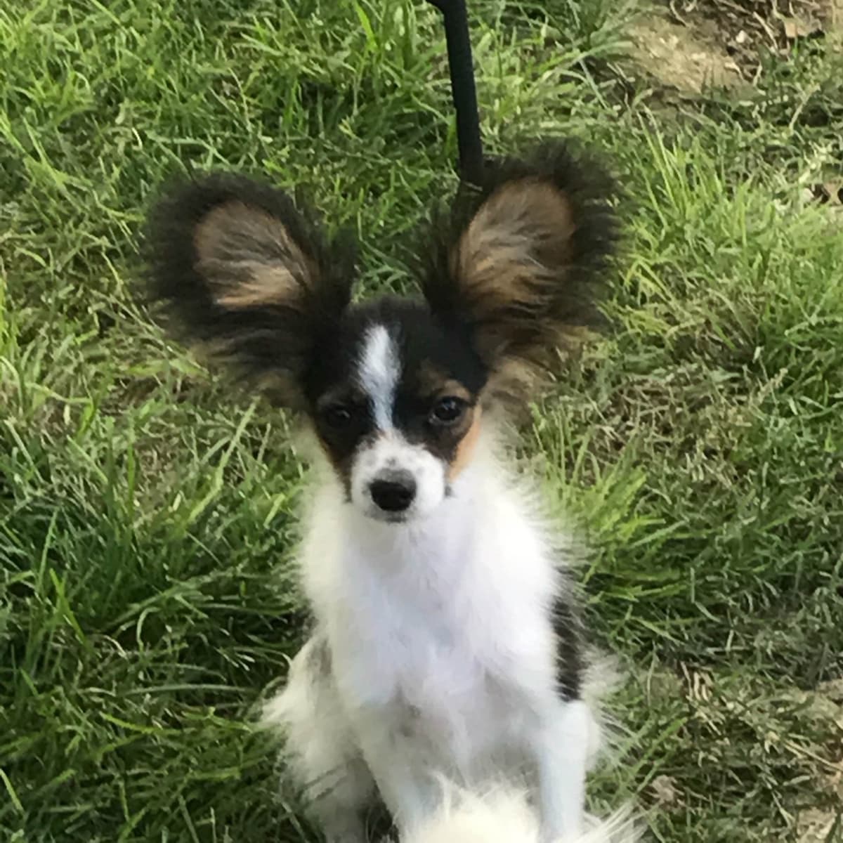 Papillon Puppies breeder image 21