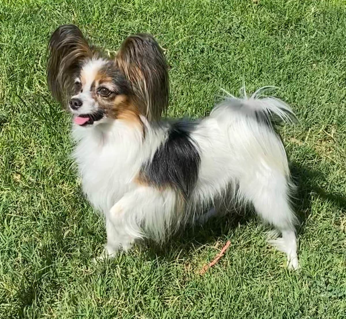 Papillon Puppies breeder image 23