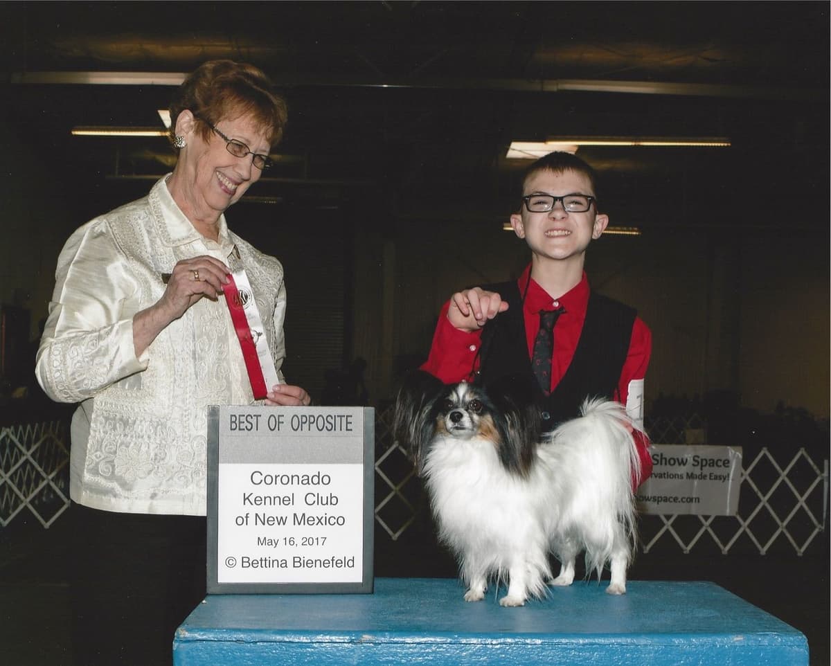 Papillon Puppies breeder image 24