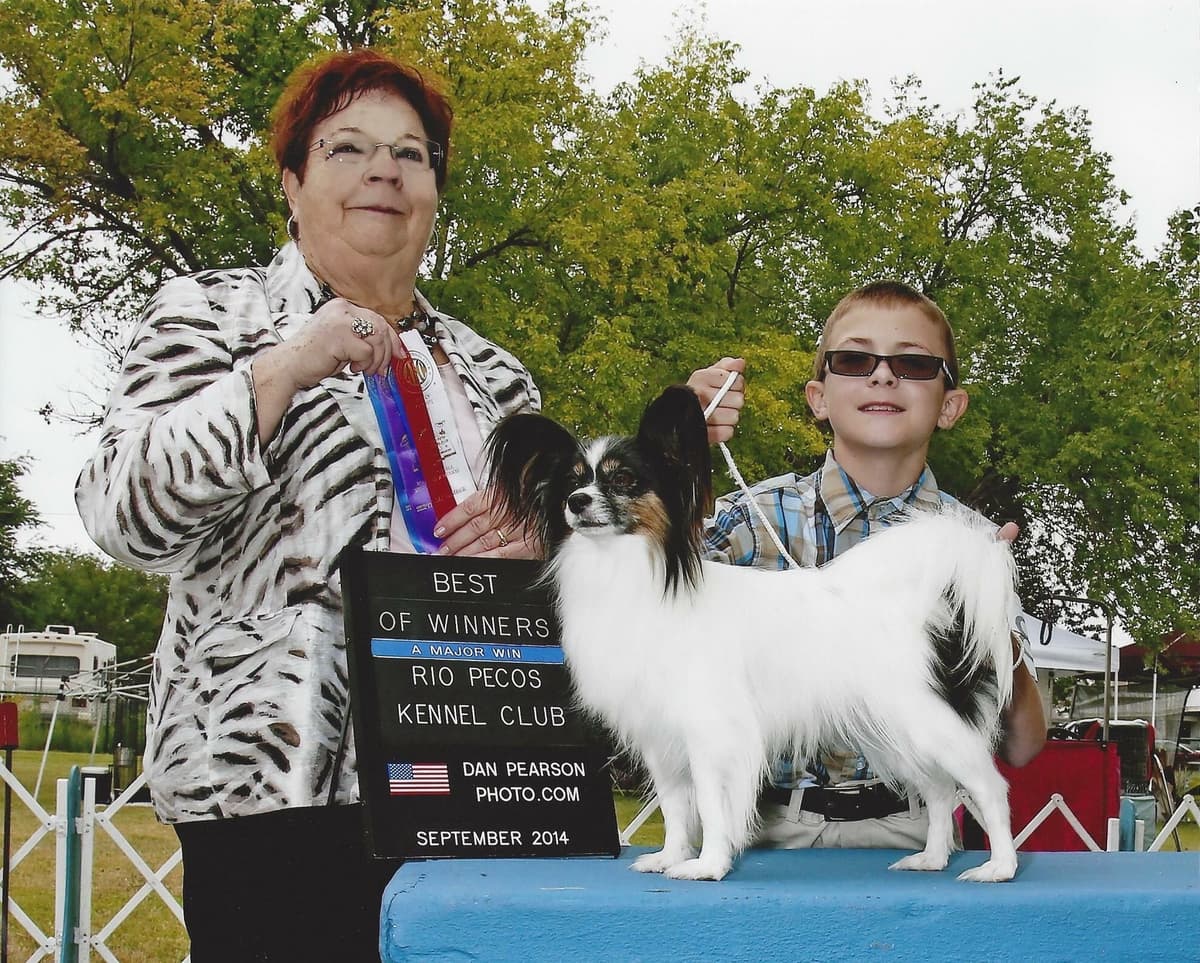 Papillon Puppies breeder image 25