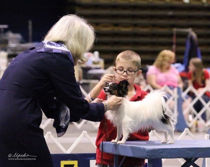 Papillon Puppies breeder image 26