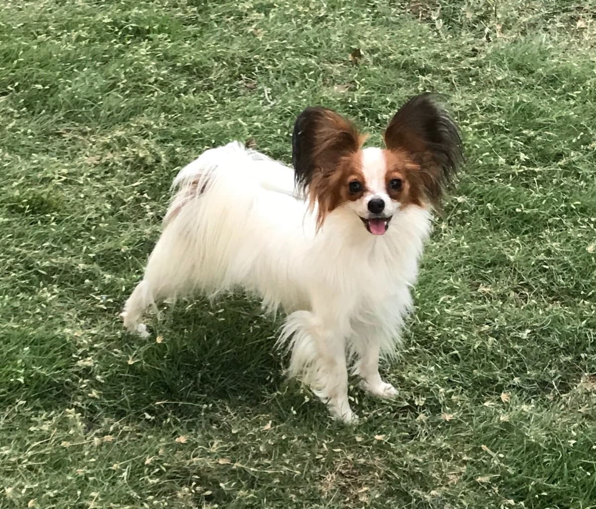 Papillon Puppies breeder image 27