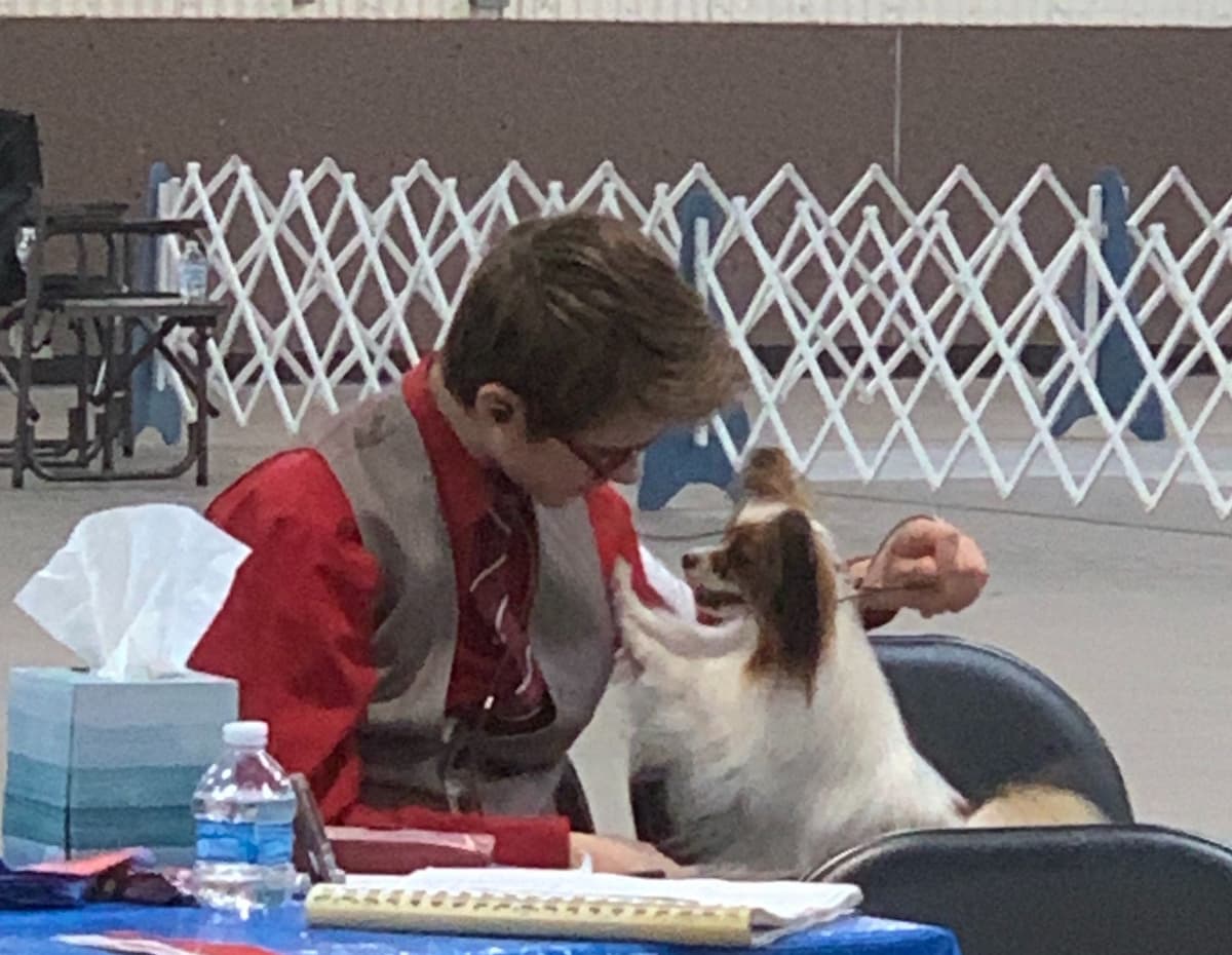 Papillon Puppies breeder image 29
