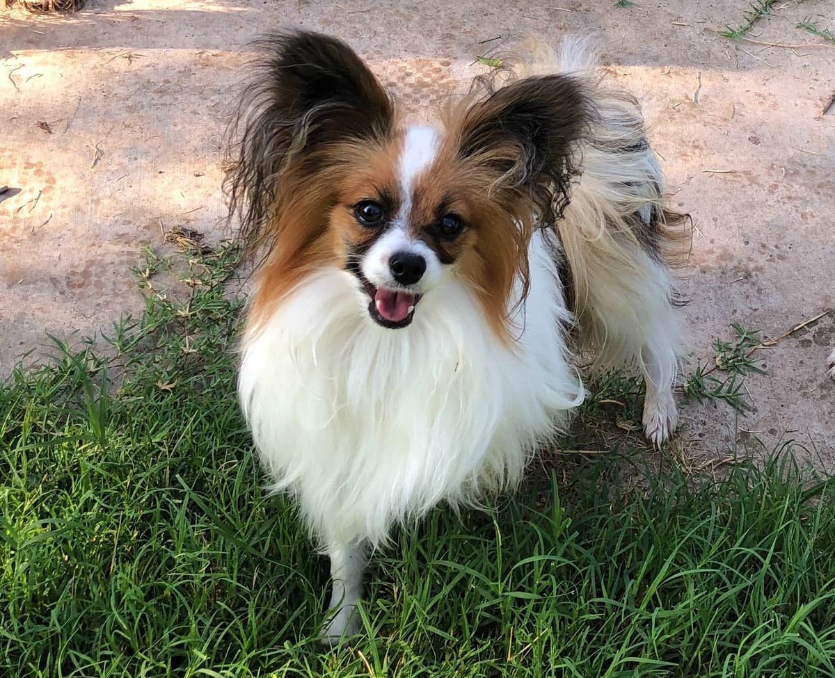 Papillon Puppies breeder image 30