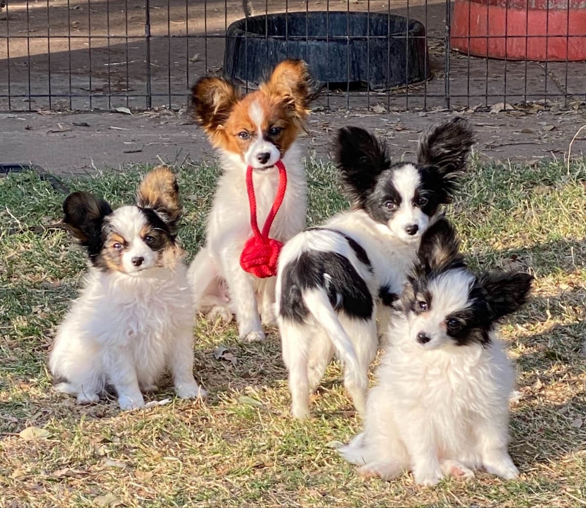 Papillon Puppies breeder image 32