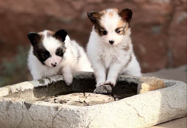 Papillon Puppies media 2