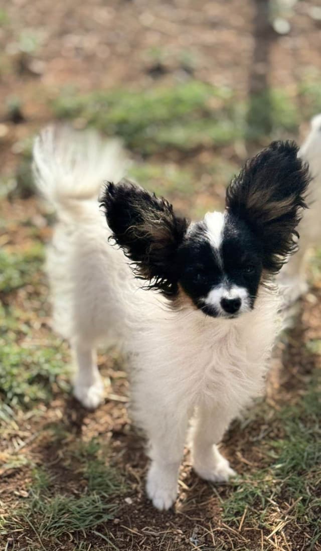 Papillon Puppies media 2