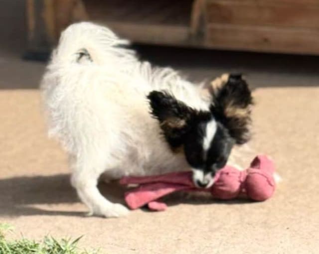 Papillon Puppies media 4