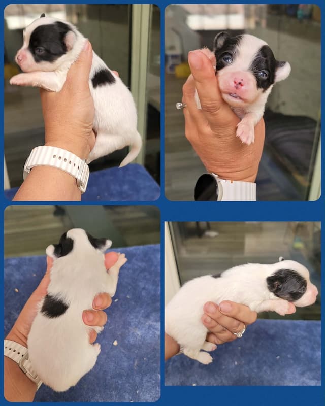 Papillon Puppies media 2