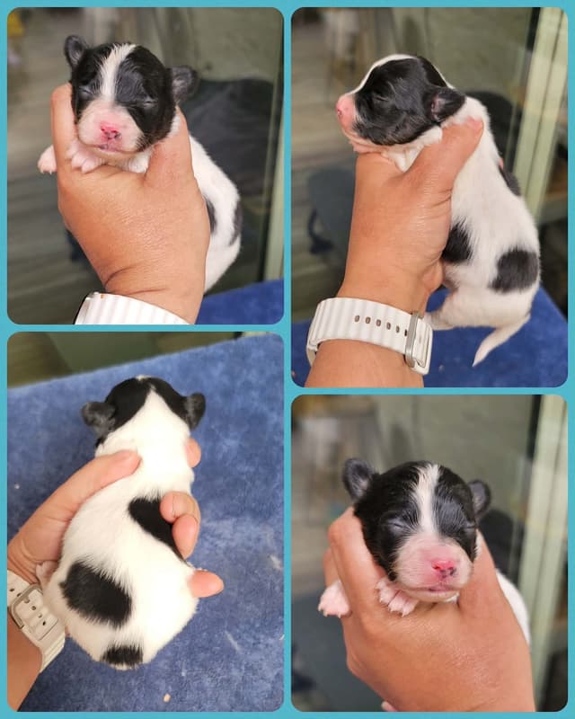 Papillon Puppies media 3