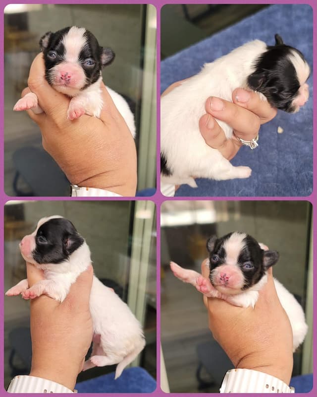 Papillon Puppies media 5