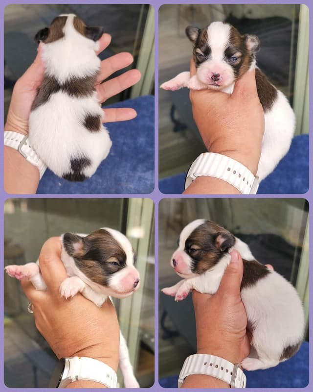 Papillon Puppies media 4