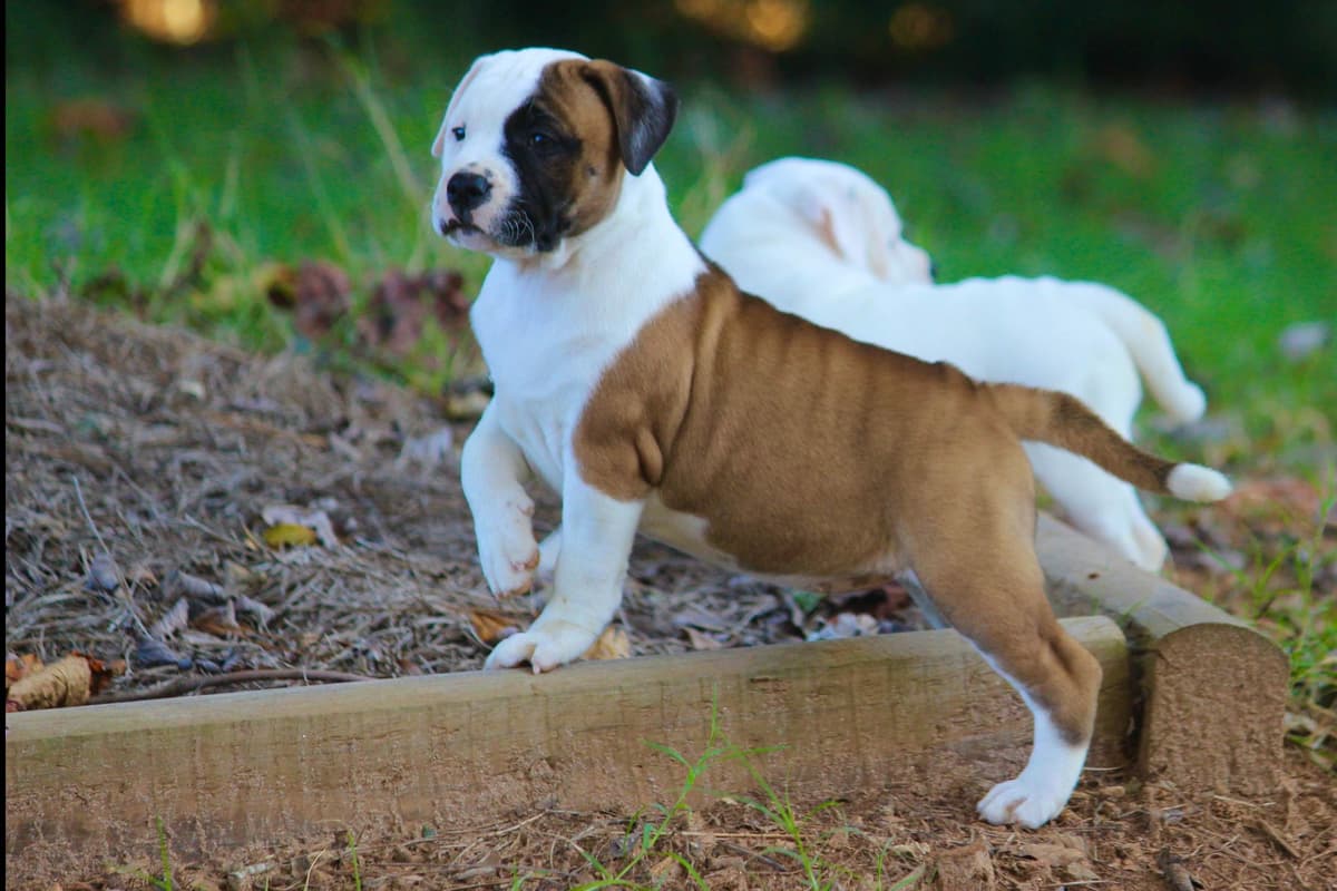 Staffordshire Bull Terrier Puppies breeder image 1
