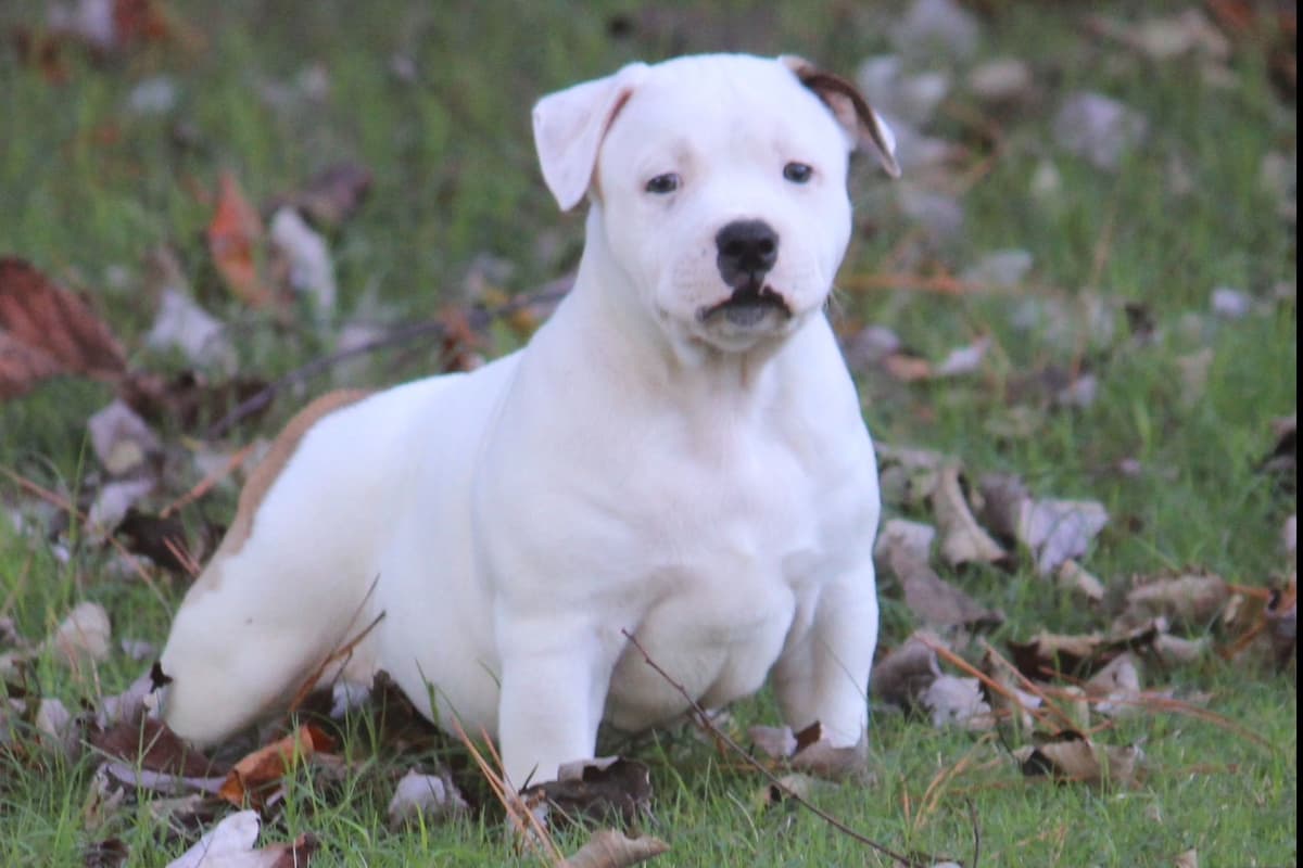 Staffordshire Bull Terrier Puppies breeder image 2