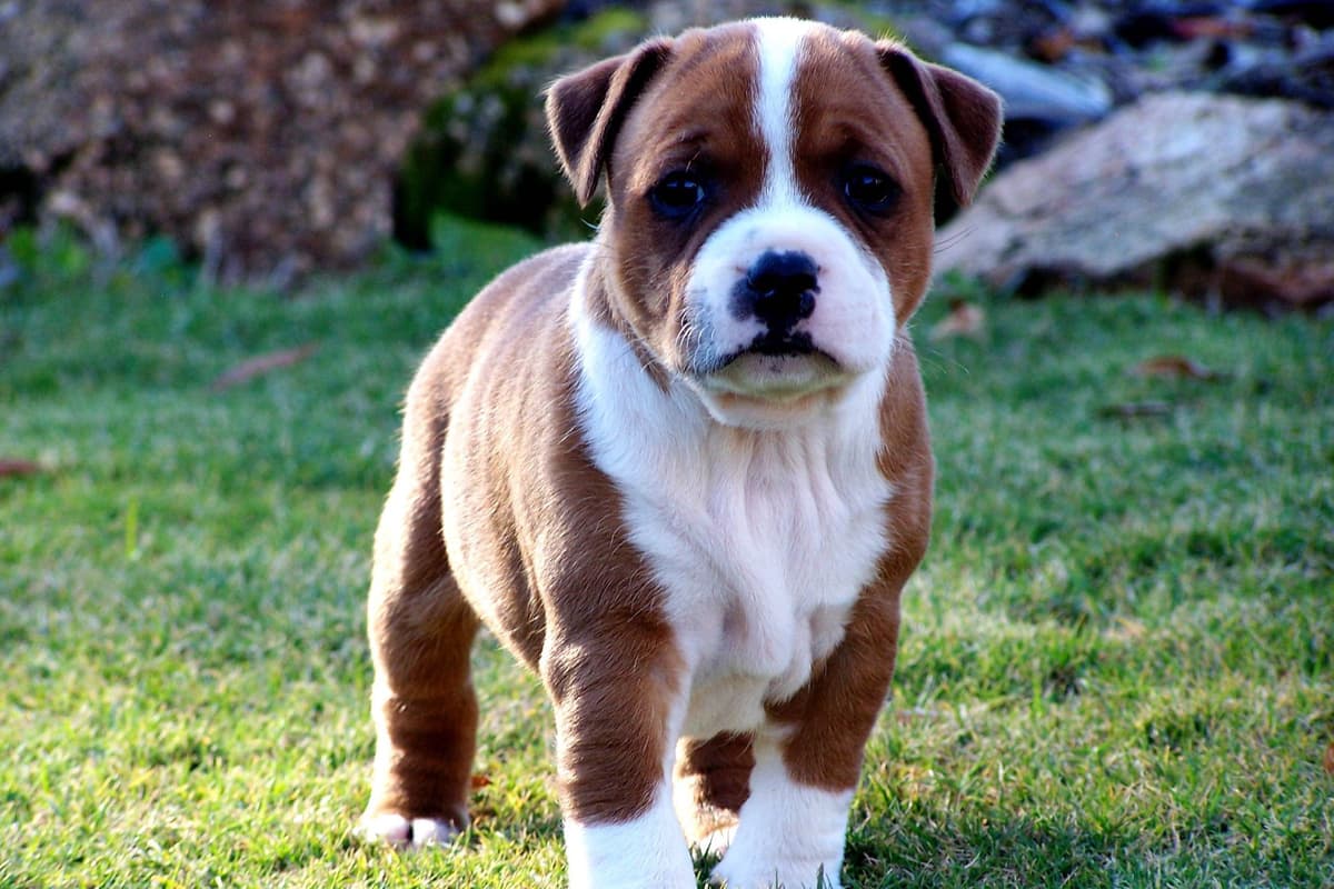 Staffordshire Bull Terrier Puppies breeder image 3