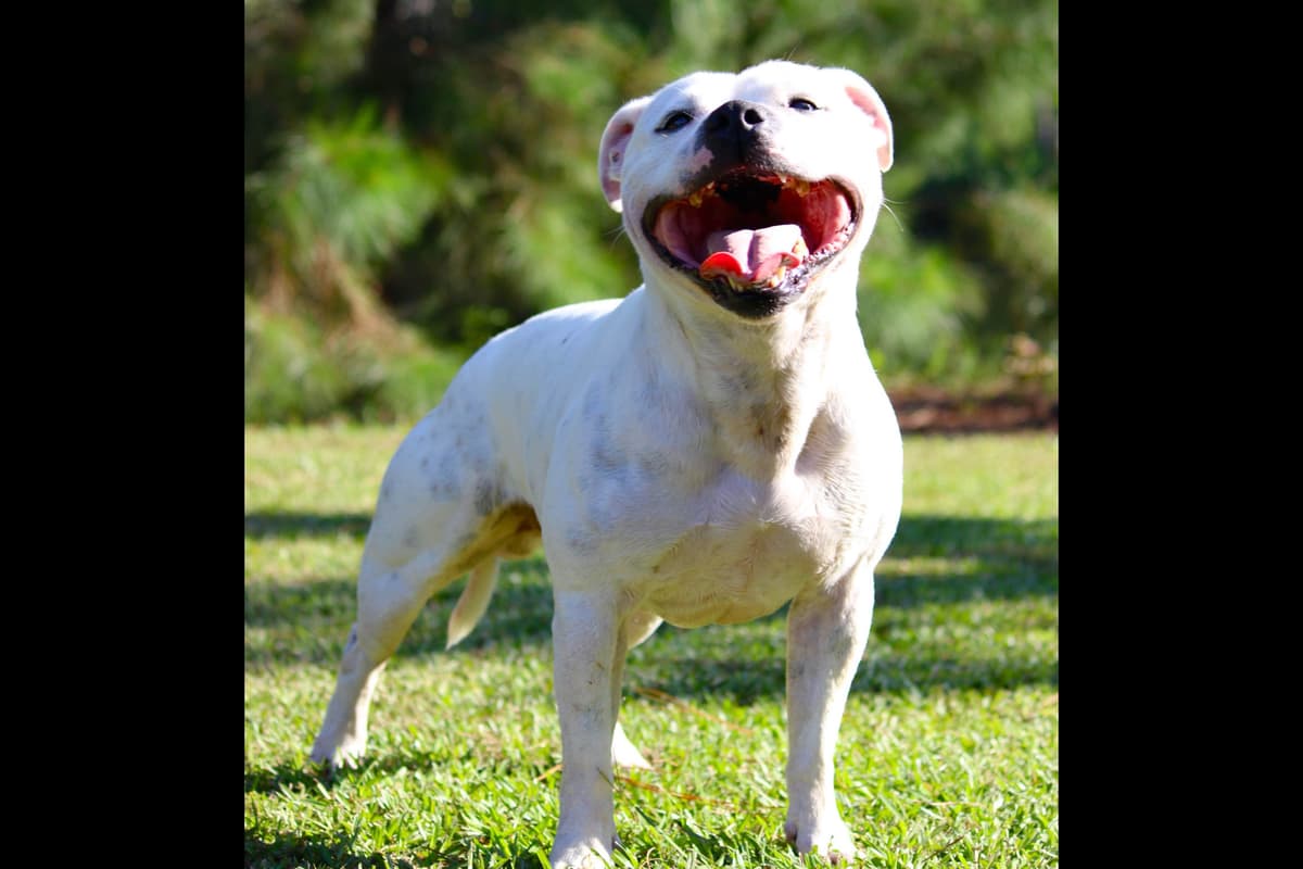 Staffordshire Bull Terrier Puppies breeder image 4