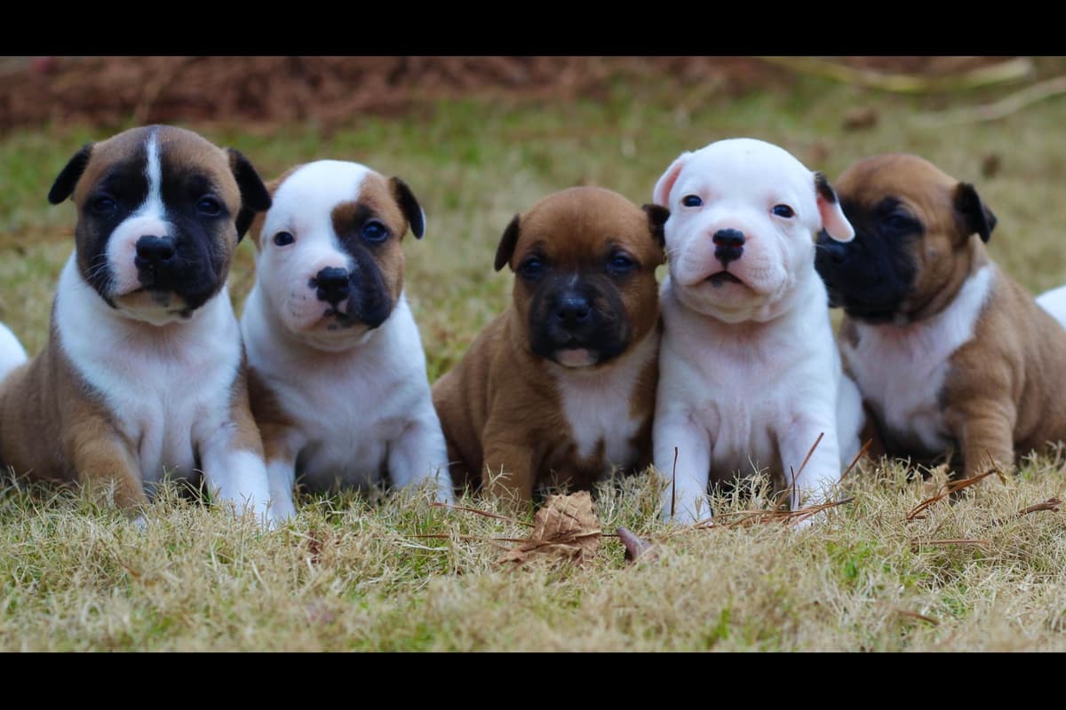 Staffordshire Bull Terrier Puppies breeder image 5