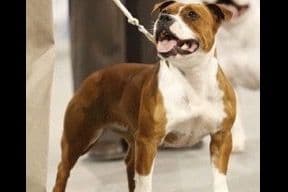 Staffordshire Bull Terrier Puppies breeder image 7