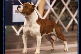Staffordshire Bull Terrier Puppies breeder image 8