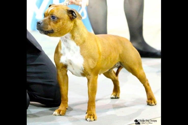 Staffordshire Bull Terrier Puppies breeder image 9