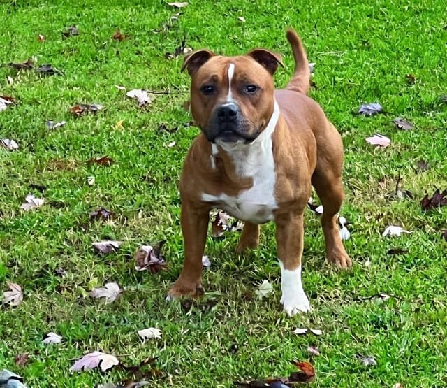 Staffordshire Bull Terrier Puppies media 2