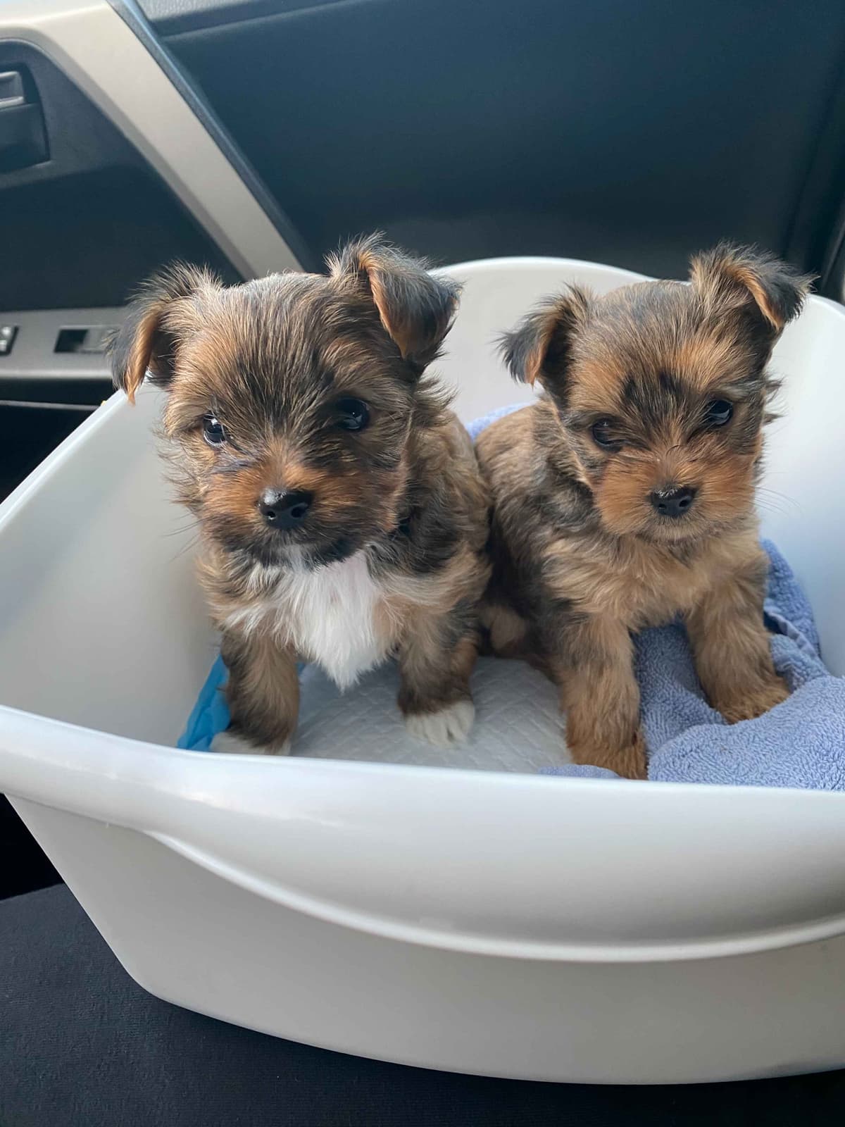 Yorkshire Terrier Puppies breeder image 1