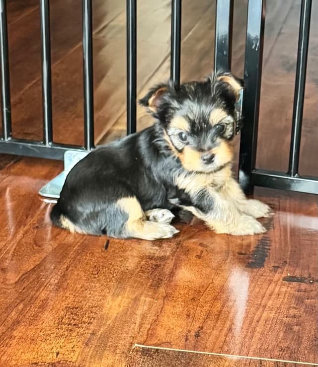 Yorkshire Terrier Puppies media 3