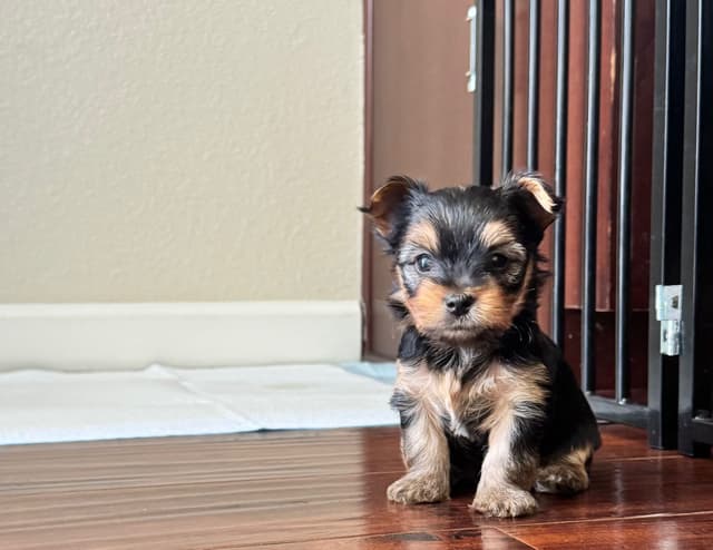 Yorkshire Terrier Puppies media 4