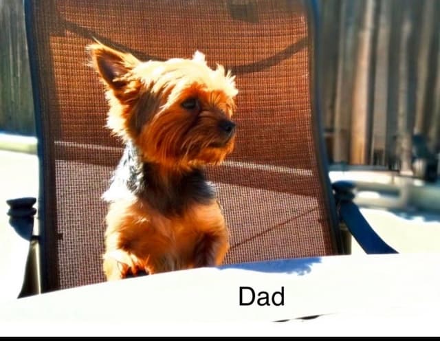 Yorkshire Terrier Puppies media 6