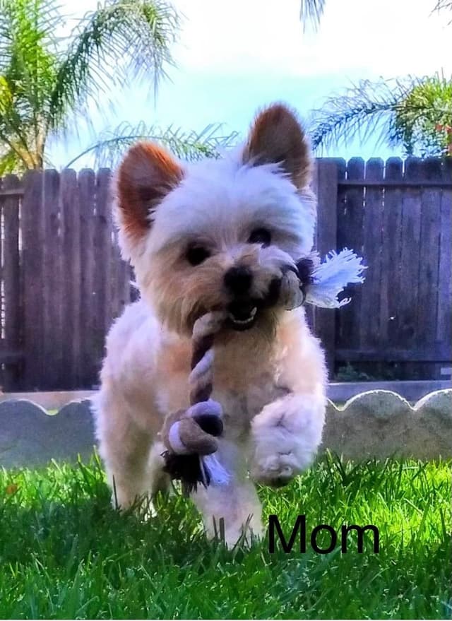 Yorkshire Terrier Puppies media 5