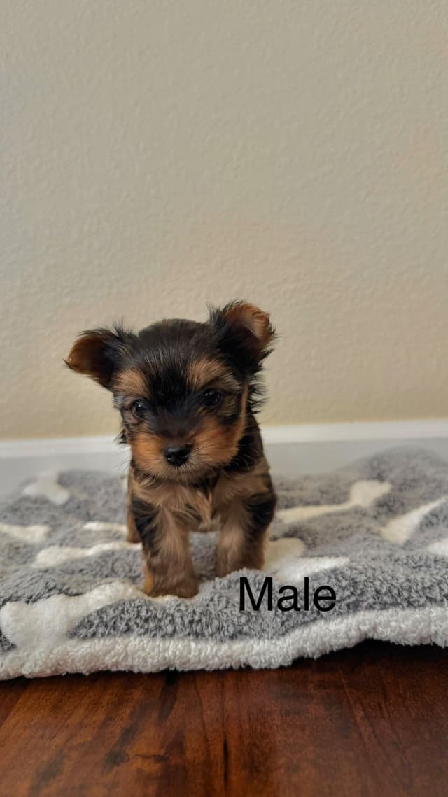 Yorkshire Terrier Puppies media 8