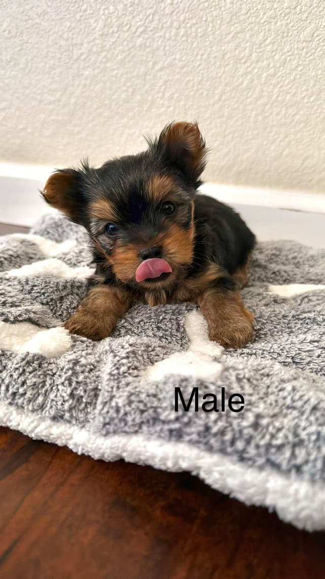 Yorkshire Terrier Puppies media 9