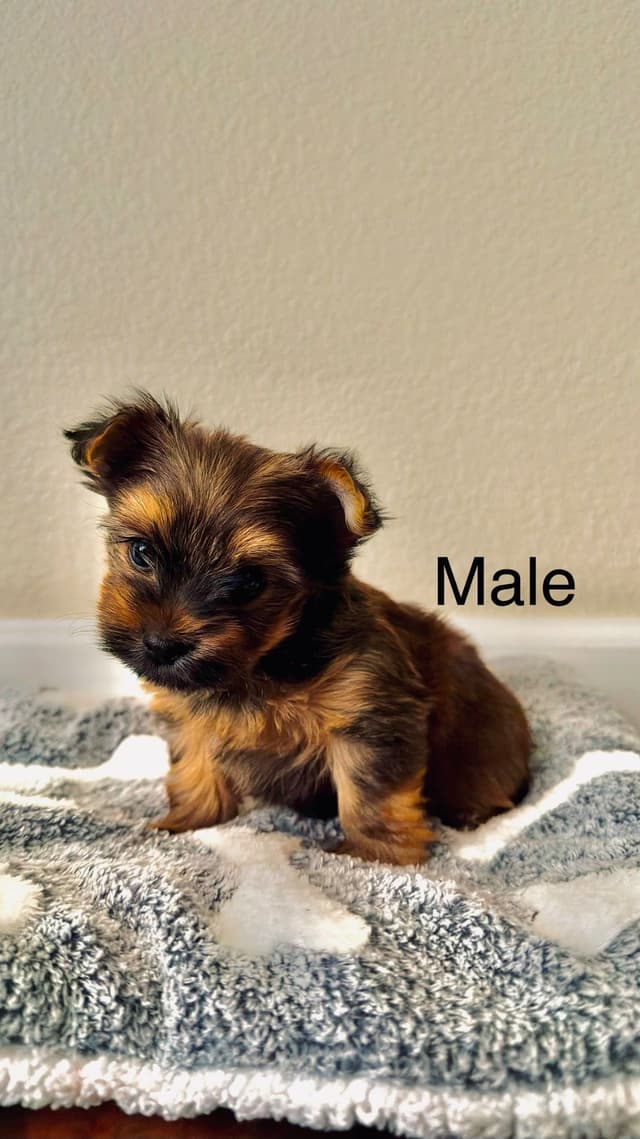 Yorkshire Terrier Puppies media 10