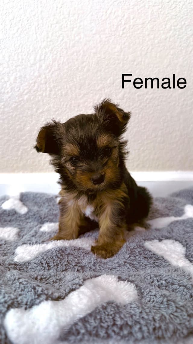 Yorkshire Terrier Puppies media 2