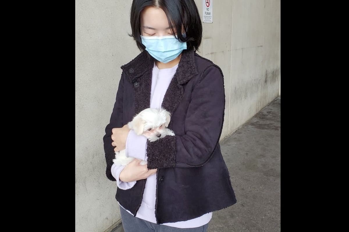Poodle Puppies breeder image 7