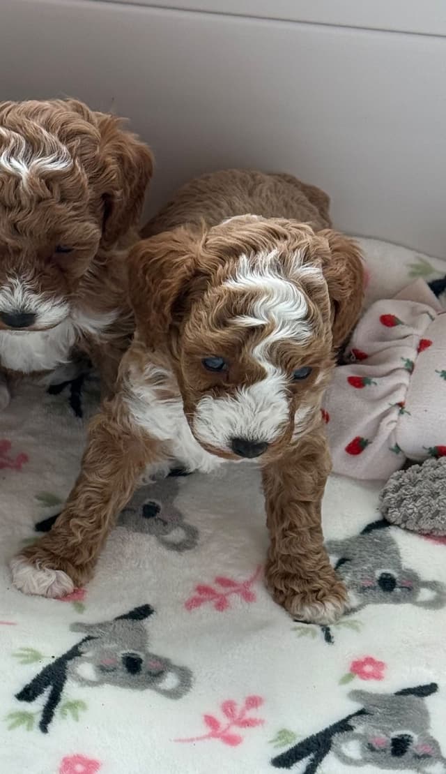 Poodle Puppies media 3