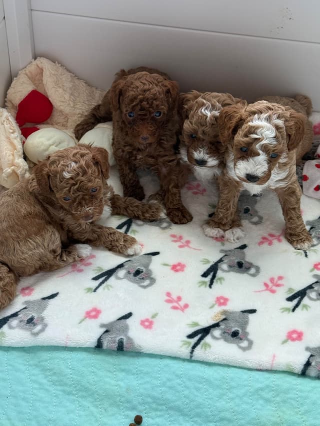 Poodle Puppies media 4