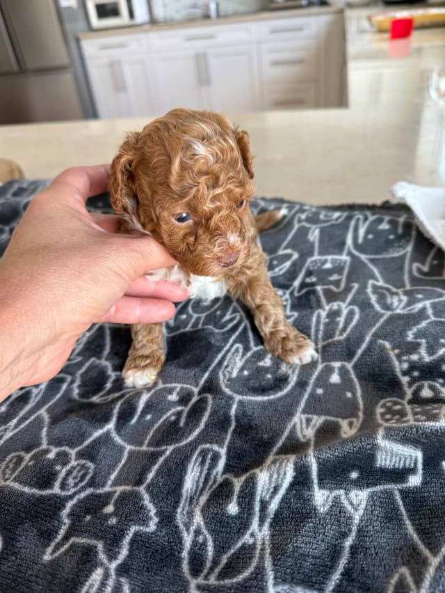 Poodle Puppies media 6